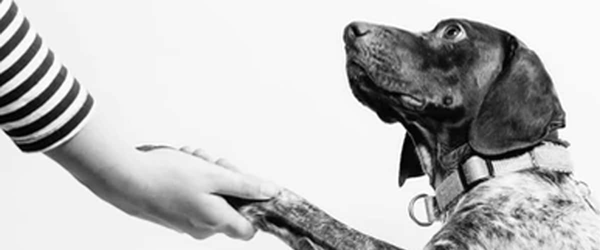 Clicker Training Your Dog