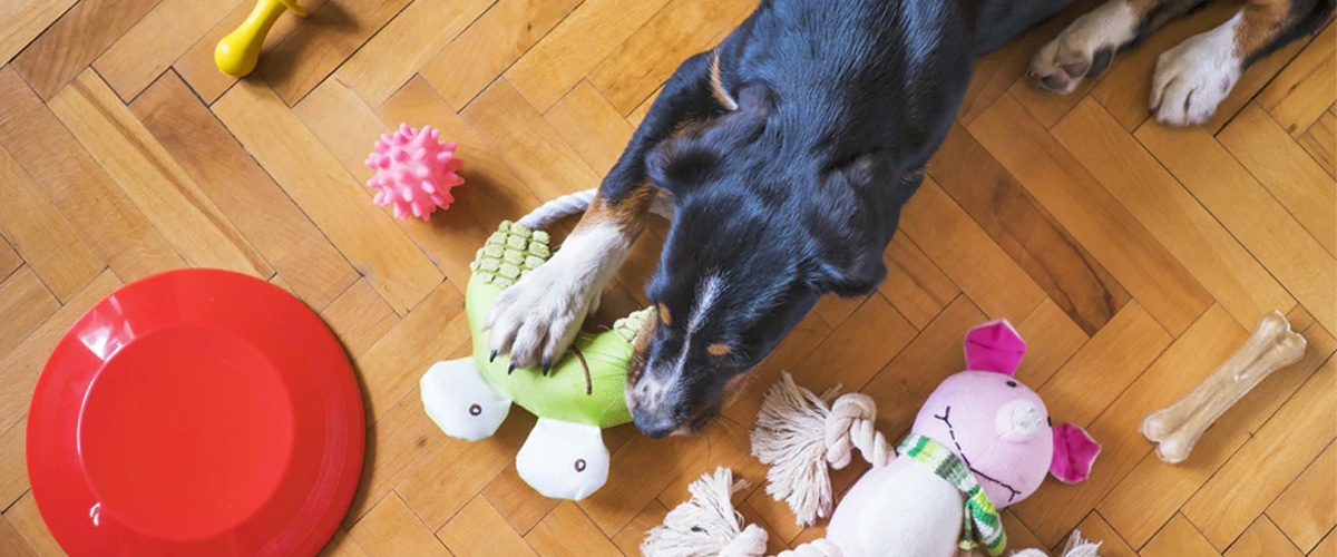 Guide To Puppy Toys