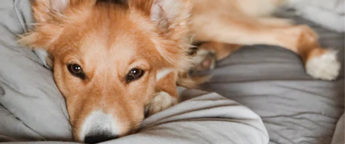 Should Your Dog Be Allowed In Your Bed?