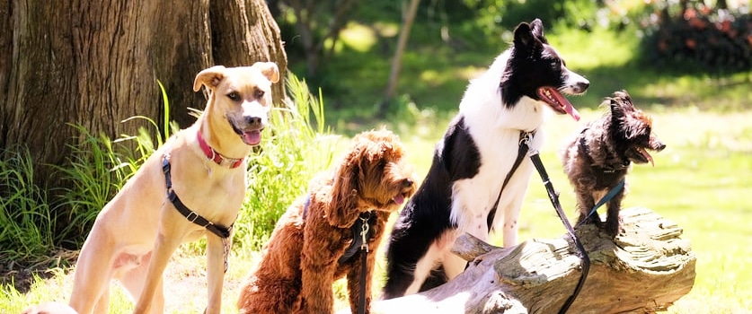 Which Dog Breeds Live The Longest?
